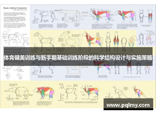 体育健美训练与新手期基础训练阶段的科学结构设计与实施策略